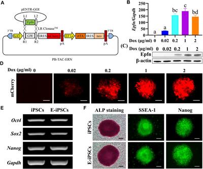 Epiprofin Transcriptional Activation Promotes Ameloblast Induction From Mouse Induced Pluripotent Stem Cells via the BMP-Smad Signaling Axis